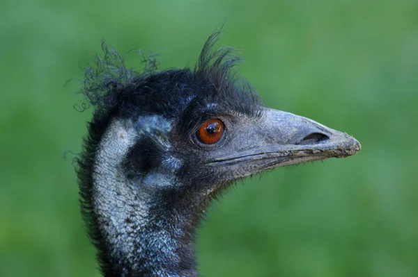 Schilderachtig Uitzicht Prachtige Vogel Natuur — Stockfoto