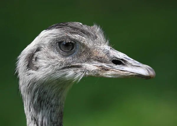 Pittoresker Vogel Themenschuss — Stockfoto