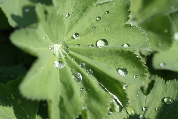 Alchemilla Mollis Δροσοσταλίδες — Φωτογραφία Αρχείου