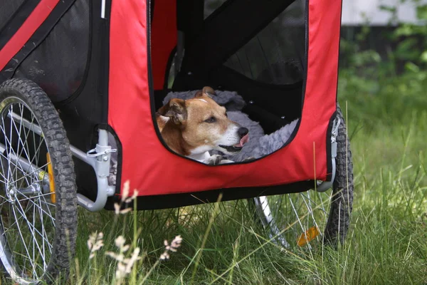 Jack Russell Terier Remolque Bicicleta — Foto de Stock