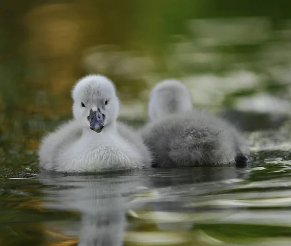 Vacker Utsikt Över Vacker Fågel Naturen — Stockfoto