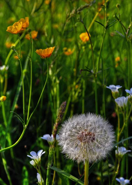 Krásný Botanický Záběr Přírodní Tapety — Stock fotografie