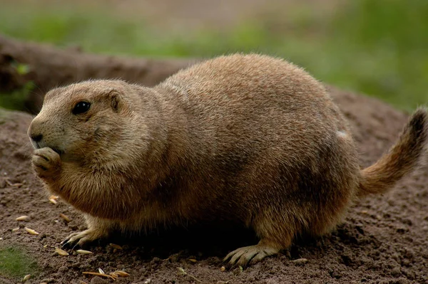 動物園での動物の閉鎖 — ストック写真