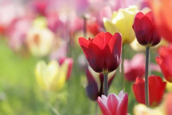 Vacker Utsikt Över Naturliga Tulpan Blommor — Stockfoto
