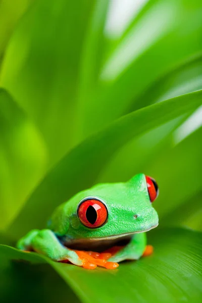 Sapo Tropical Animal Anfíbio — Fotografia de Stock