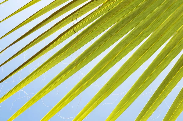 Green Tropical Palm Leaf Background — Stock Photo, Image