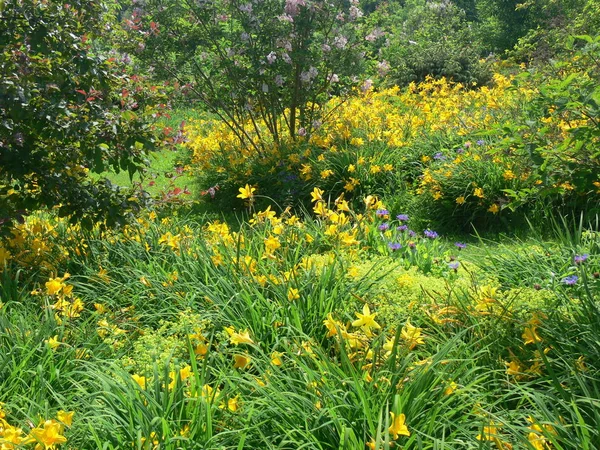 Vista Vicino Del Bellissimo Fiore Giglio — Foto Stock