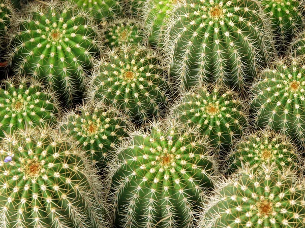熱帯性植物植物植物植物サボテン — ストック写真