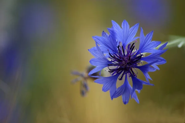 Malebný Pohled Krásné Kvetoucí Chrpy — Stock fotografie