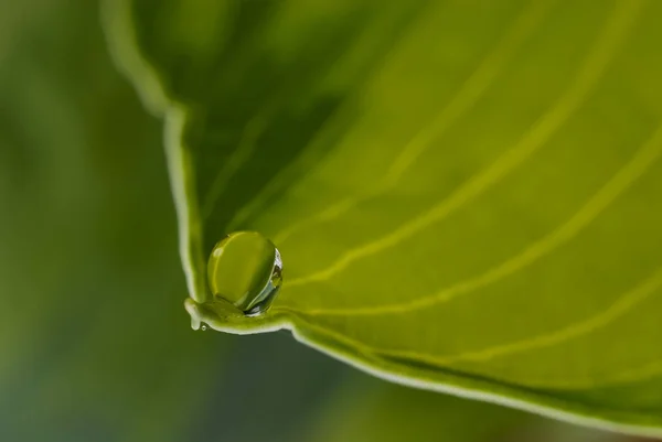 Water Drop Plant Leaf — Stock Photo, Image