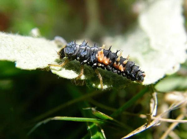 Uğur Böceğinin Larva Safhası — Stok fotoğraf