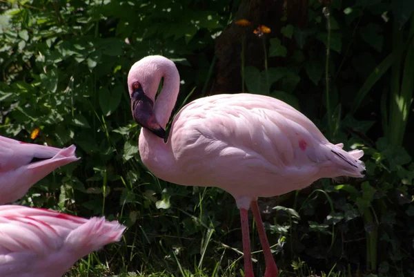 Flamingo Rosa Fundo Natural — Fotografia de Stock