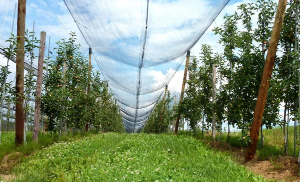 Landbouw Appelboomgaarden Boerderij — Stockfoto