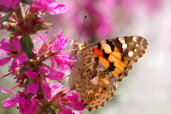 Light Butterfly — Stock Photo, Image