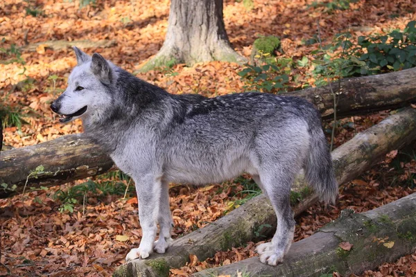 Vista Panorámica Del Lobo Salvaje Naturaleza — Foto de Stock