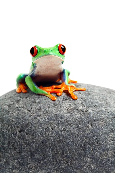 Sapo Sentado Rocha Isolado Branco — Fotografia de Stock