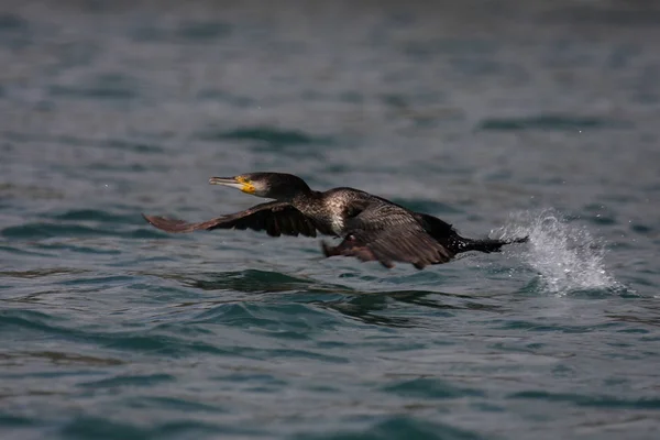 Vue Panoramique Magnifique Oiseau Cormoran Nature — Photo