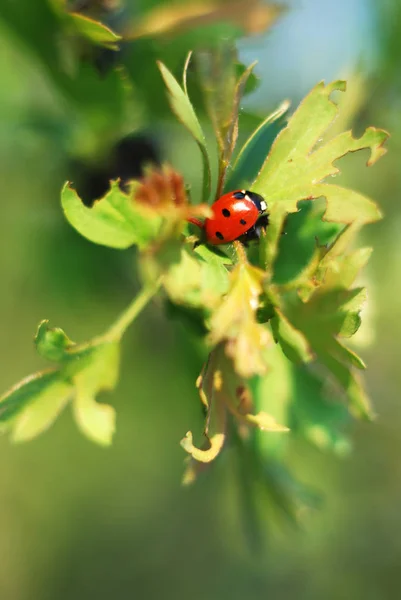 Vista Cerca Del Pequeño Insecto Mariquita — Foto de Stock