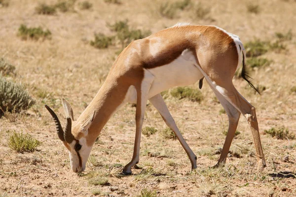 在自然界中被钩住的动物 Savannah Gazelle — 图库照片