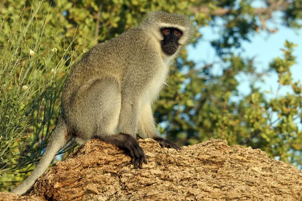 Affen Tiere Leben Natur Fauna — Stockfoto