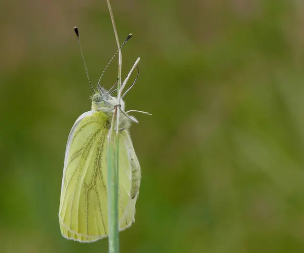 Detailní Pohled Krásné Barevné Motýla — Stock fotografie