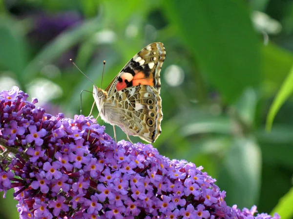 Nahaufnahme Von Wanzen Der Wilden Natur — Stockfoto