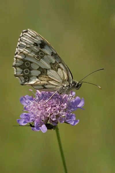 Close Uitzicht Van Exotische Mooie Falter — Stockfoto