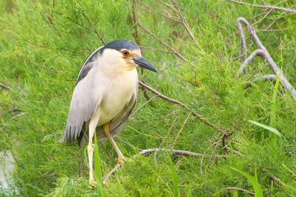 自然の中でのヘロン鳥の景観 — ストック写真