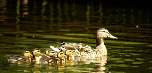 Swimming Bird Wildness Concept — Stock Photo, Image