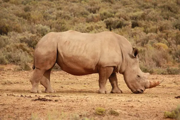 Afrikanisches Tier Nashornwesen Fauna — Stockfoto