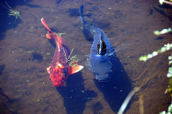 Fisk Dammen — Stockfoto