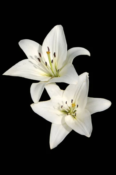 Closeup View Beautiful Lily Flower — Stock Photo, Image