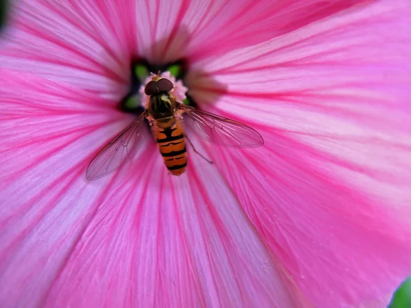 Bellissimi Fiori Sfondo Concetto Floreale — Foto Stock