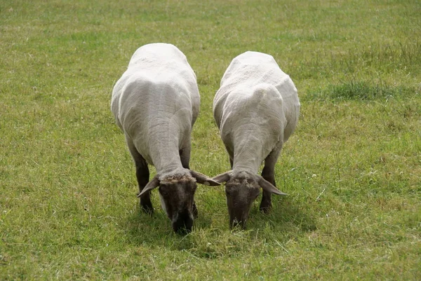 Domestic Sheep Pasture — Stock Photo, Image