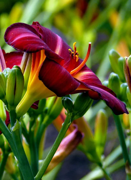 Крупним Планом Красива Квітка Лілії — стокове фото