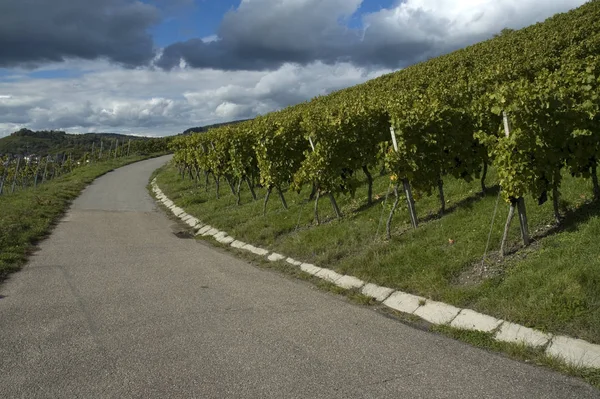 Vinodlingar Jordbruk Vinplantor — Stockfoto
