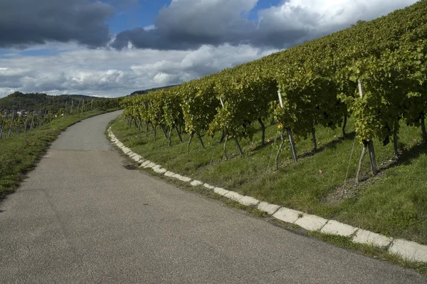 Wijngaarden Landbouw Wijnstokken — Stockfoto