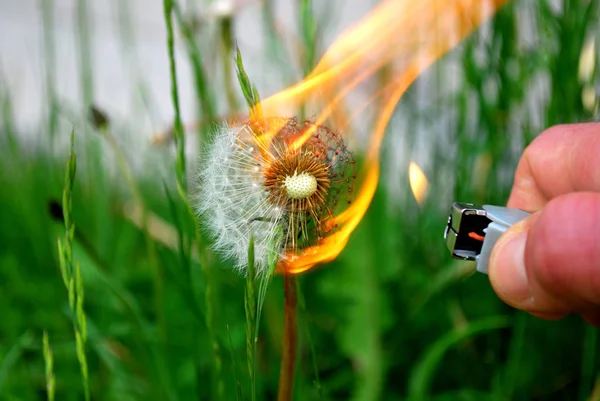 Mooi Botanisch Schot Natuurlijk Behang — Stockfoto