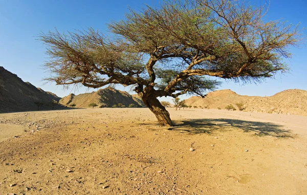 Akaciaarter Wadi Arad — Stockfoto