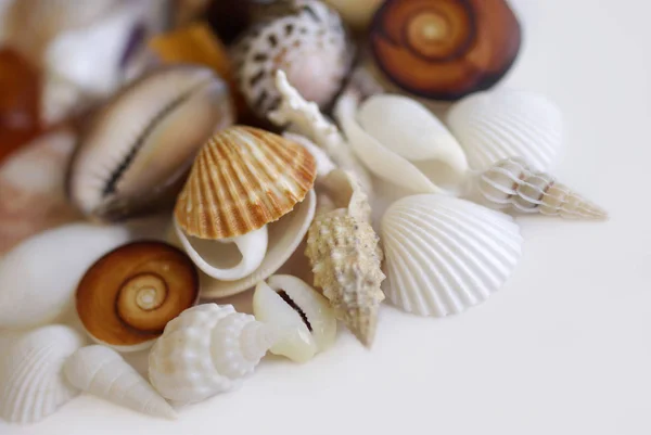 海の殻夏の貝殻 — ストック写真