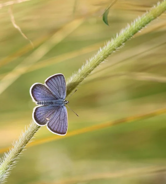 Vue Rapprochée Beau Papillon Coloré — Photo