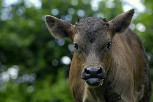 Young Calf Outstretched Tongue — Stock Photo, Image