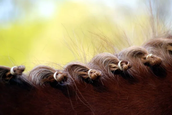 Paardenmanen Gevlochten Turnier — Stockfoto