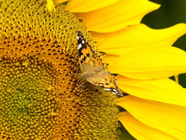 painted lady on sunflower