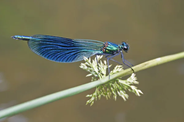 Vue Rapprochée Insecte Nature — Photo