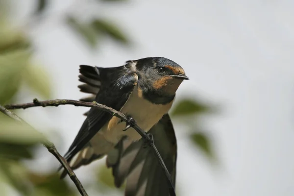 Près Des Jeunes Hirondelles Des Granges — Photo