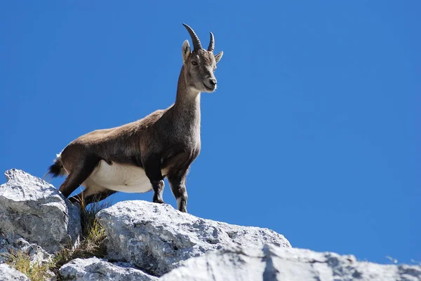 Dağdaki Keçi — Stok fotoğraf