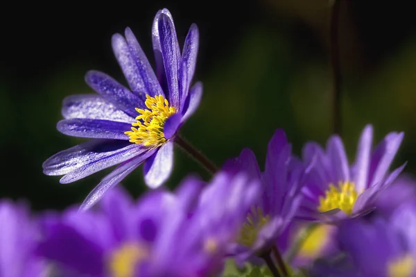 美しい花 花のコンセプトの背景 — ストック写真