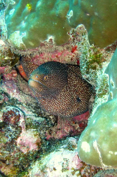 Ein Wunderschönes Korallenriff Roten Meer — Stockfoto