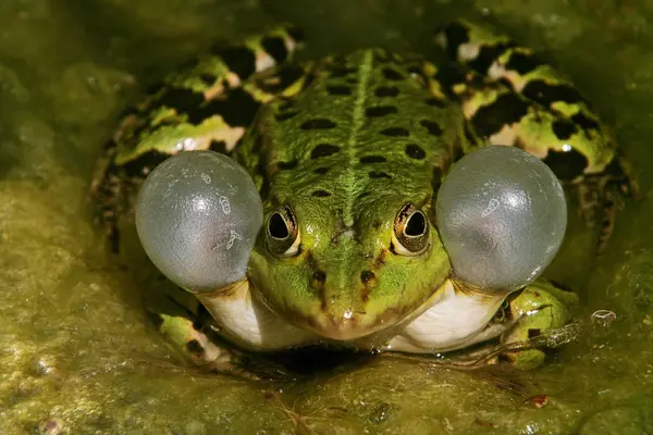 Närbild Vilda Grodor — Stockfoto